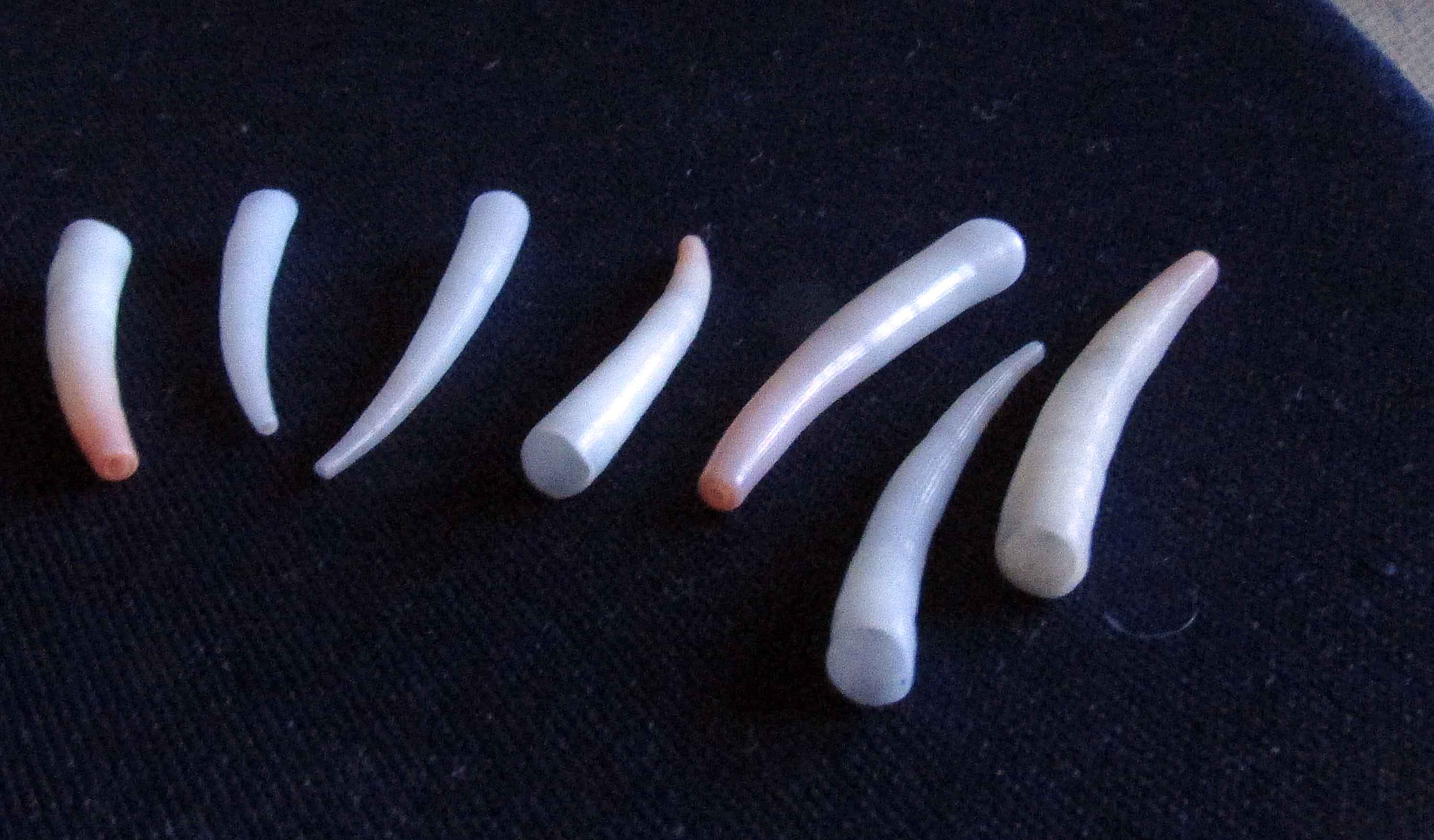 mega spiaggiatura di  scafopodi a Piombino